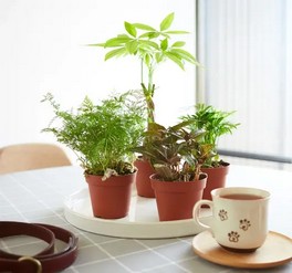 گیاهان مناسب محل کار